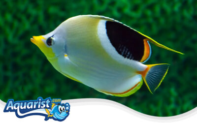 Saddleback Butterflyfish