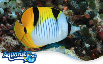 Saddleback Butterflyfish