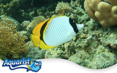 Lined Butterflyfish