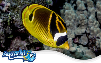 Raccoon Butterflyfish