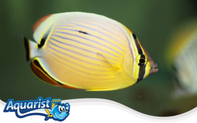 Oval Butterflyfish