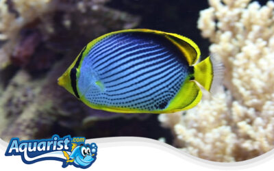 Blackback Butterflyfish