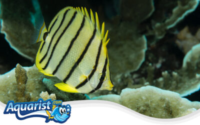 Eightband Butterflyfish