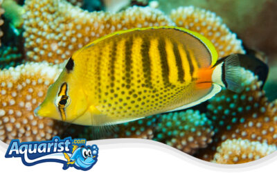 Spotband Butterflyfish