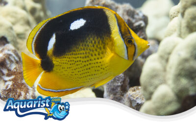 Fourspot Butterflyfish