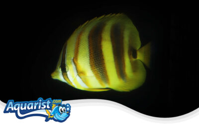 Rainford’s Butterflyfish