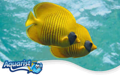 Golden Butterflyfish