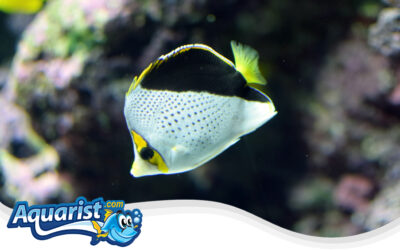 Tinker’s Butterflyfish