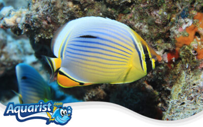 Melon Butterflyfish