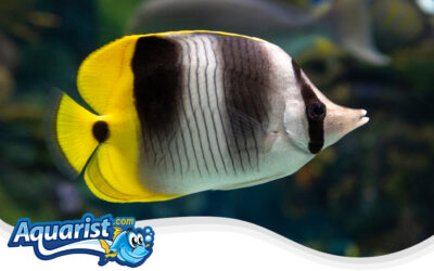 Pacific Double-Saddle Butterflyfish