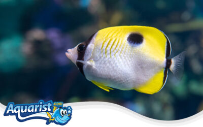 Teardrop Butterflyfish