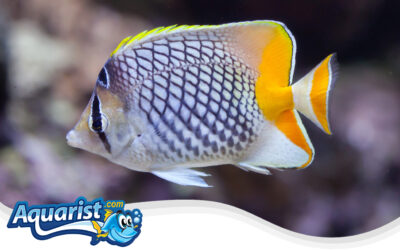 Pearlscale Butterflyfish