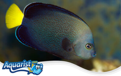 Blue-spotted Angelfish