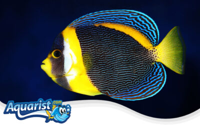 Scribbled Angelfish