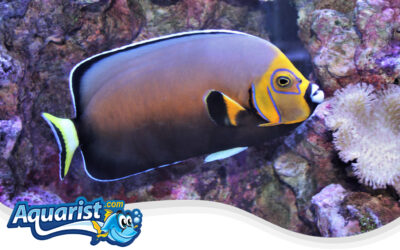 Black Velvet Angelfish