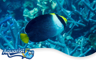 Vermiculated Angelfish or Half-Black Angelfish