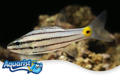 Five-lined Cardinalfish