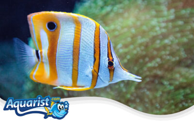 Copperband Butterflyfish