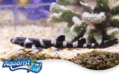 Brownbanded Bamboo Shark