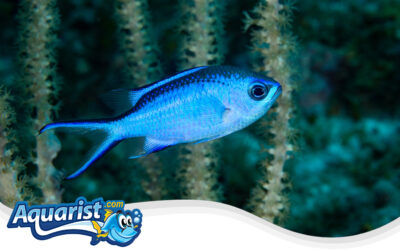 Blue Chromis