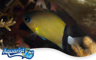 Black Bar Chromis