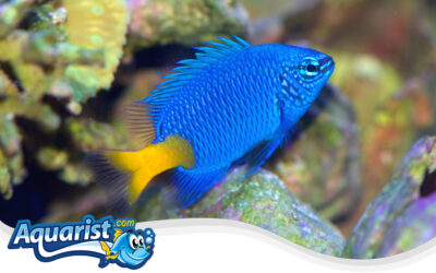 Yellowtail Blue Damselfish