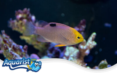 Talbot’s Damselfish