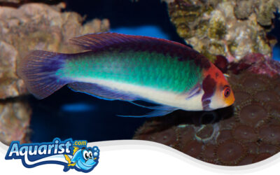 Tricolor Fairy Wrasse