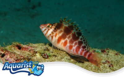 Spotted Hawkfish