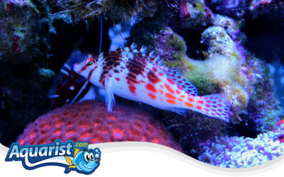 Dwarf Hawkfish, Falco’s Hawkfish