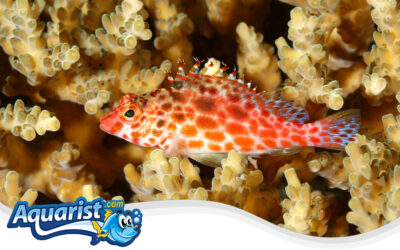 Coral Hawkfish