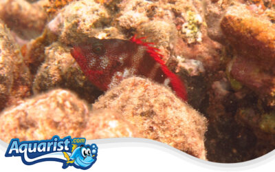 Redbarred Hawkfish