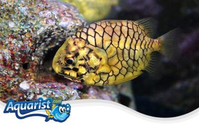 Pineapple Fish