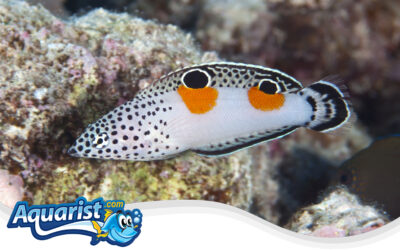 Clown Wrasse or Twinspot Wrasse