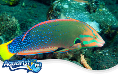 Yellowtail Coris Wrasse