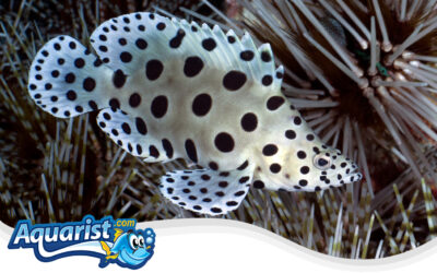 Panther Grouper