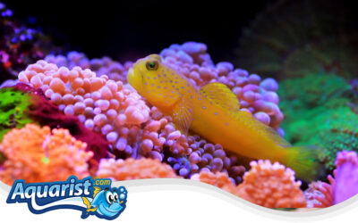 Yellow Watchman Goby