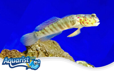 Pinkspotted Shrimp Goby