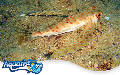 Oriental Flying Gurnard