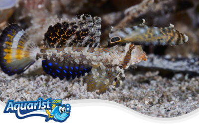 Fingered Dragonet