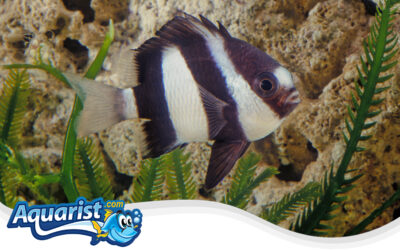 Whitetail Damselfish