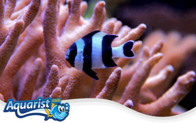 Four-Stripe Damselfish