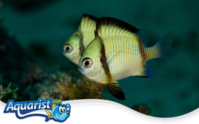 Reticulated Damselfish