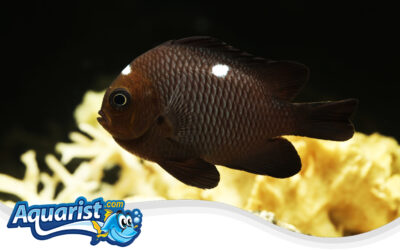 Three-Spot Damselfish or Domino Damselfish