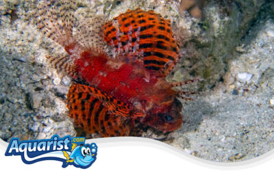 Dwarf Lionfish or Shortfin Lionfish