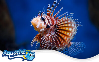 Zebra Lionfish