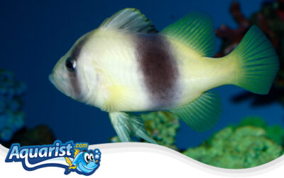 Two-Striped Damselfish