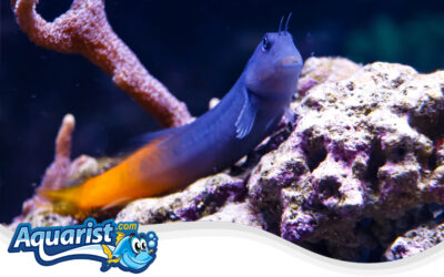 Bicolor Blenny