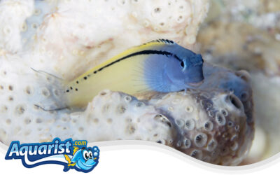 Gravier’s Blenny