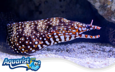 Dragon Moray Eel